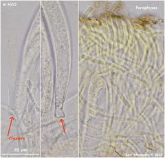 Durella