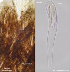 Durella