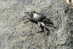 Pachygrapsus socius
