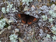 Erebia epipsodea