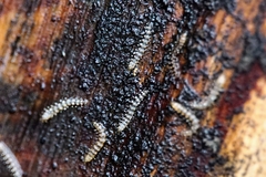 Forcipomyia