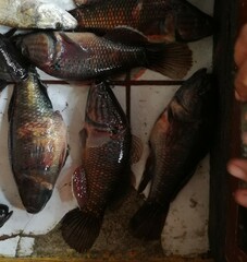 Dormitator latifrons