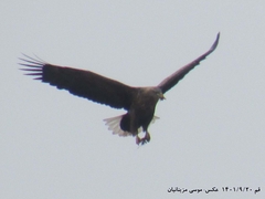 Haliaeetus albicilla