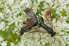 Macrophya montana