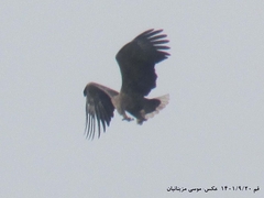 Haliaeetus albicilla