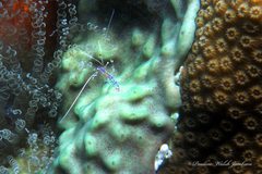 Ancylomenes pedersoni