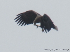 Haliaeetus albicilla