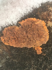 Phlebia radiata