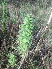 Solidago chilensis
