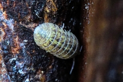 Armadillidium