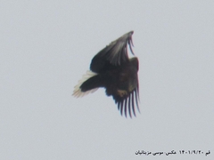 Haliaeetus albicilla
