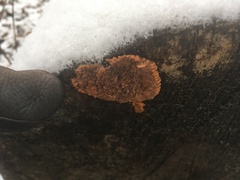 Phlebia radiata