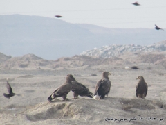 Haliaeetus albicilla