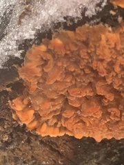 Phlebia radiata