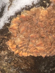 Phlebia radiata
