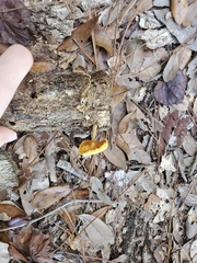Omphalotus subilludens