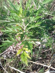 Asteroideae