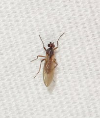 Lonchoptera bifurcata