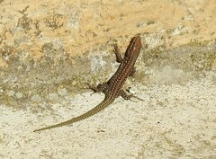 Podarcis guadarramae guadarramae