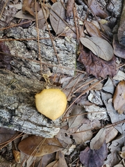 Omphalotus subilludens
