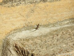 Podarcis guadarramae guadarramae