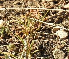Plantago holosteum