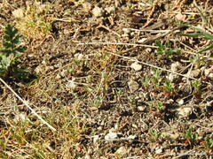 Plantago holosteum