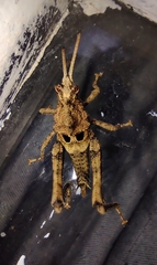 Pycnosarcus atavus
