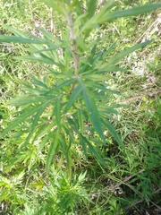 Asteroideae