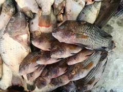 Andinoacara rivulatus