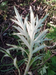 Asteroideae