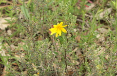 Microseris walteri