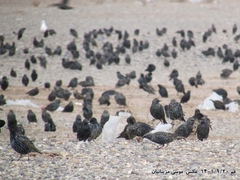 Sturnus vulgaris