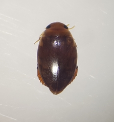 Laccophilus hyalinus