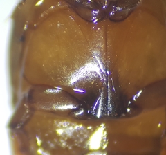 Laccophilus hyalinus