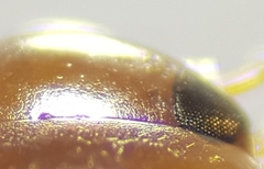 Laccophilus hyalinus