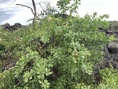 Capparis sandwichiana