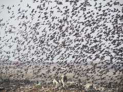 Sturnus vulgaris