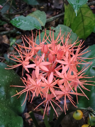 Forest Fireball Lily