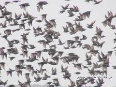 Sturnus vulgaris