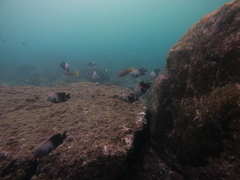 Stegastes acapulcoensis