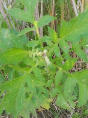 Erechtites valerianifolius