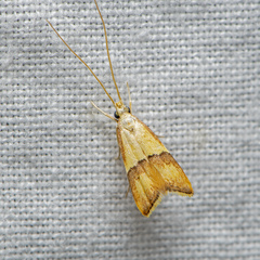 Crocanthes prasinopis