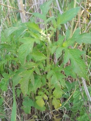 Erechtites valerianifolius