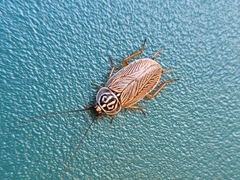 Pseudophyllodromiinae