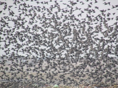 Sturnus vulgaris