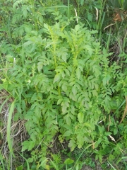 Erechtites valerianifolius
