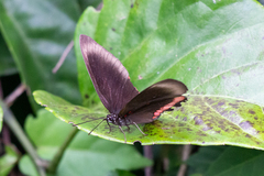 Biblis hyperia