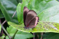 Biblis hyperia