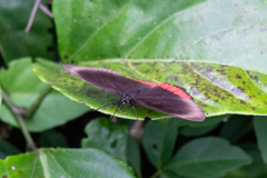 Biblis hyperia